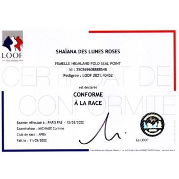 chat Highland Fold seal point Shaïana Chatterie de La Gavottine