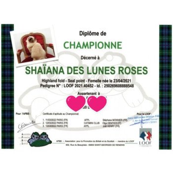 chat Highland Fold seal point Shaïana Chatterie de La Gavottine