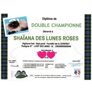 chat Highland Fold seal point Shaïana Chatterie de La Gavottine