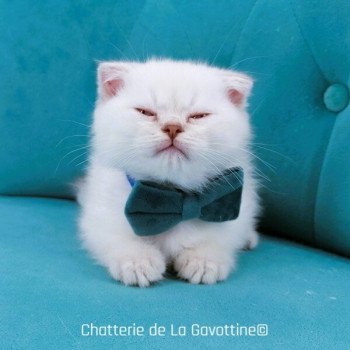 chaton Scottish Fold lilac golden shaded point Zébulon Chatterie de La Gavottine