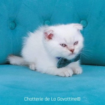 chaton Scottish Fold lilac golden shaded point Zébulon Chatterie de La Gavottine