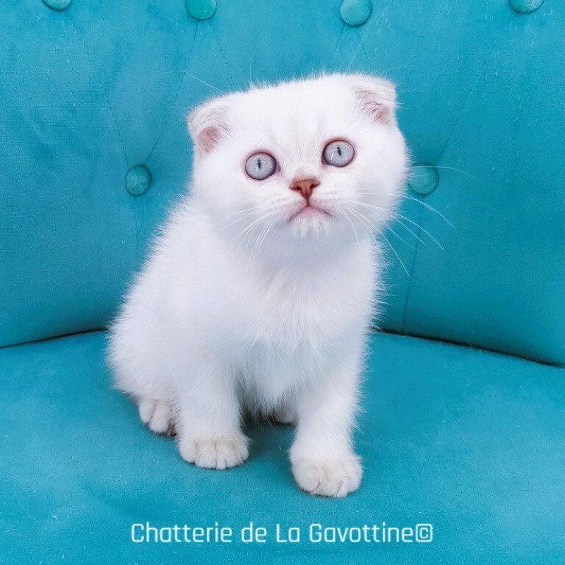 Zébulon de La Gavottine Mâle Scottish Fold