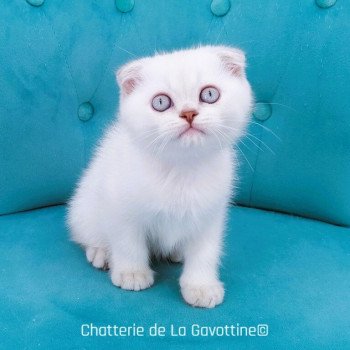 chaton Scottish Fold lilac golden shaded point Zébulon Chatterie de La Gavottine