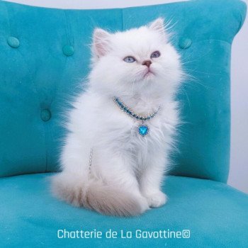 chaton Highland Straight lilac golden shaded point Zéphyra Chatterie de La Gavottine