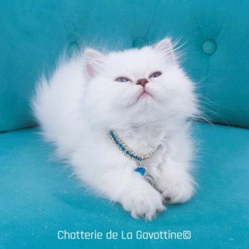 chaton Highland Straight lilac golden shaded point Zéphyra Chatterie de La Gavottine