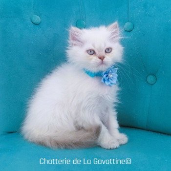 chaton Highland Straight lilac golden shaded point Zoé Chatterie de La Gavottine