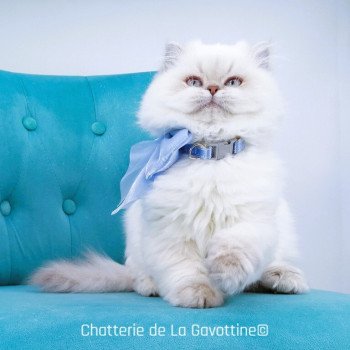 chaton Highland Straight lilac golden shaded point Zoé Chatterie de La Gavottine