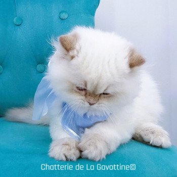 chaton Highland Straight lilac golden shaded point Zoé Chatterie de La Gavottine