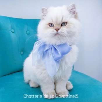 chaton Highland Straight lilac golden shaded point Zoé Chatterie de La Gavottine