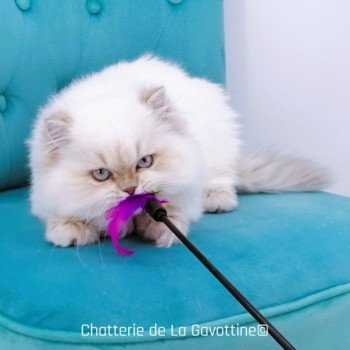 chaton Highland Straight lilac golden shaded point Zoé Chatterie de La Gavottine