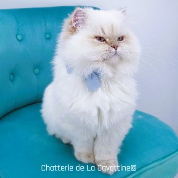 chaton Highland Straight lilac golden shaded point Zoé Chatterie de La Gavottine