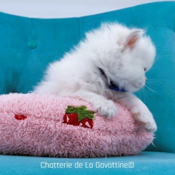 chaton Highland Straight lilac golden shaded point Zoé Chatterie de La Gavottine