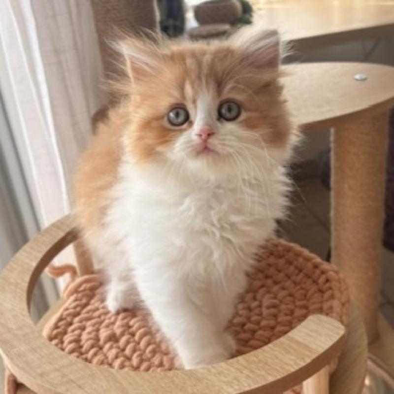 Bilbo Catlines Purr Mâle Highland Straight