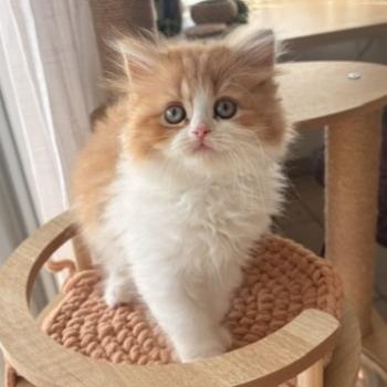 chat Highland Straight red blotched tabby bicolor Bilbo Chatterie de La Gavottine