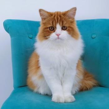 chat Highland Straight red blotched tabby bicolor Bilbo Chatterie de La Gavottine