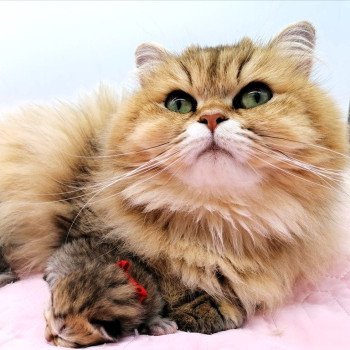 chat Highland Straight black golden shaded Susie Chatterie de La Gavottine chat Highland Straight black golden shaded Susie Chatterie de La Gavottine