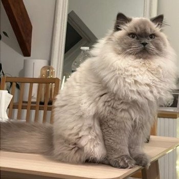 chat Highland Straight blue point Yuki Chatterie de La Gavottine chat Highland Straight blue point Yuki Chatterie de La Gavottine