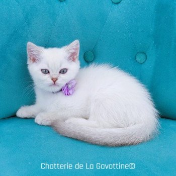 chaton Scottish Straight lilac golden shaded point Zazie Chatterie de La Gavottine