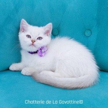 chaton Scottish Straight lilac golden shaded point Zazie Chatterie de La Gavottine