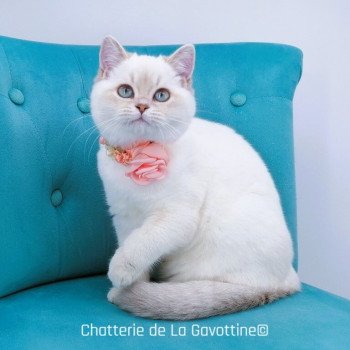 chaton Scottish Straight lilac golden shaded point Zazie Chatterie de La Gavottine