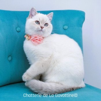 chaton Scottish Straight lilac golden shaded point Zazie Chatterie de La Gavottine