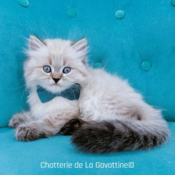 chaton Highland Straight seal tabby point Zizou Chatterie de La Gavottine