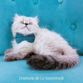 chaton Highland Straight seal tabby point Zizou Chatterie de La Gavottine