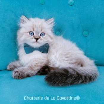 chaton Highland Straight seal tabby point Zizou Chatterie de La Gavottine