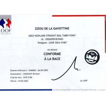chat Highland Straight seal tabby point Zizou Chatterie de La Gavottine