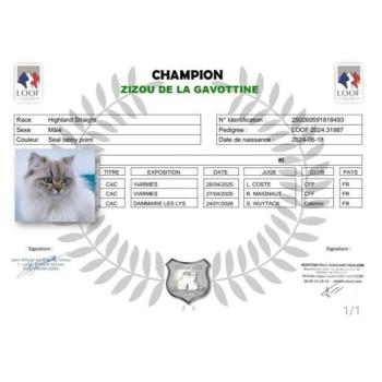 chat Highland Straight seal tabby point Zizou Chatterie de La Gavottine
