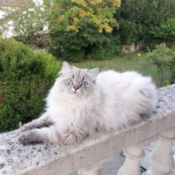 chat Highland Straight seal tabby point Zizou Chatterie de La Gavottine