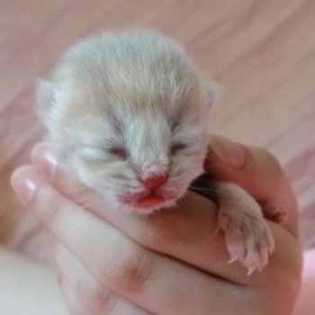 chaton Scottish Straight A2 Chatterie de La Gavottine chaton Scottish Straight A2 Chatterie de La Gavottine
