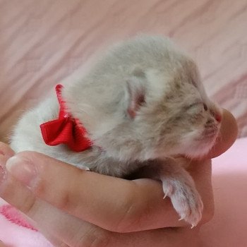chaton Scottish Straight lilac golden A2 Chatterie de La Gavottine chaton Scottish Straight lilac golden A2 Chatterie de La Gavottine