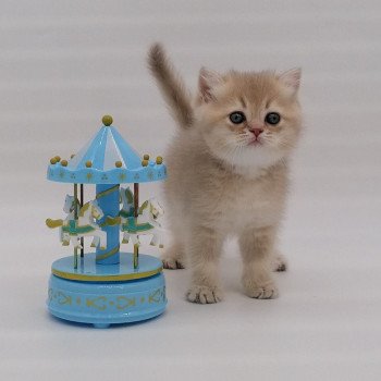 chaton Scottish Straight lilac golden Anatole Chatterie de La Gavottine