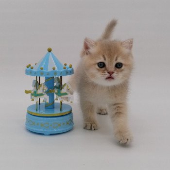 chaton Scottish Straight lilac golden Anatole Chatterie de La Gavottine