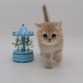 chaton Scottish Straight lilac golden Anatole Chatterie de La Gavottine