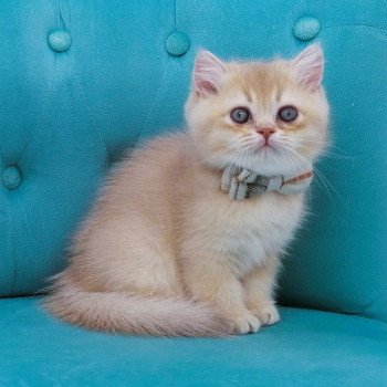 chaton Scottish Straight lilac golden shaded Anatole Chatterie de La Gavottine