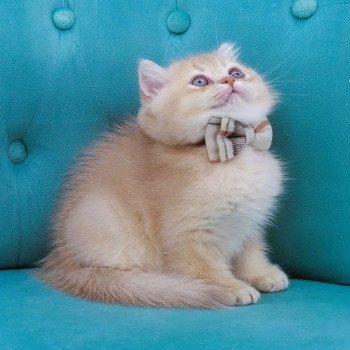 chaton Scottish Straight lilac golden shaded Anatole Chatterie de La Gavottine
