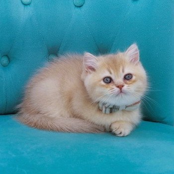 chaton Scottish Straight lilac golden shaded Anatole Chatterie de La Gavottine