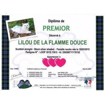 chat Scottish Straight black silver shaded Lilou Chatterie de La Gavottine