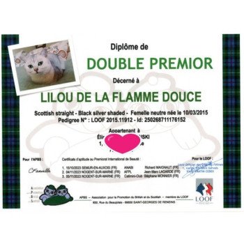 chat Scottish Straight black silver shaded Lilou Chatterie de La Gavottine
