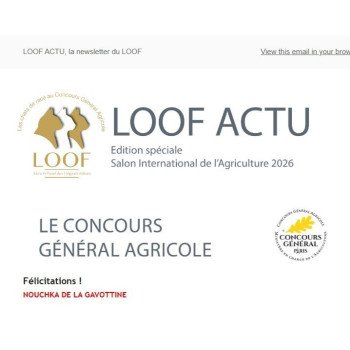 chat Scottish Straight black golden shaded Nouchka Chatterie de La Gavottine