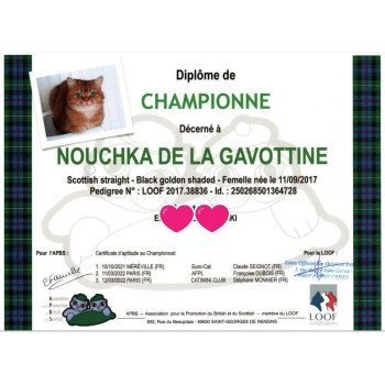 chat Scottish Straight black golden shaded Nouchka Chatterie de La Gavottine