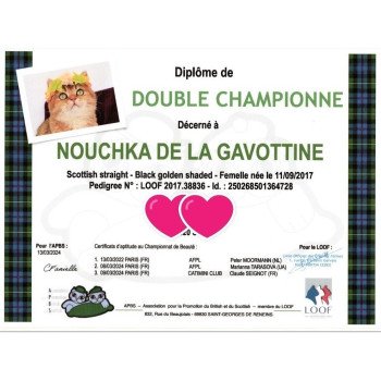 chat Scottish Straight black golden shaded Nouchka Chatterie de La Gavottine