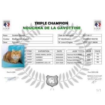 chat Scottish Straight black golden shaded Nouchka Chatterie de La Gavottine