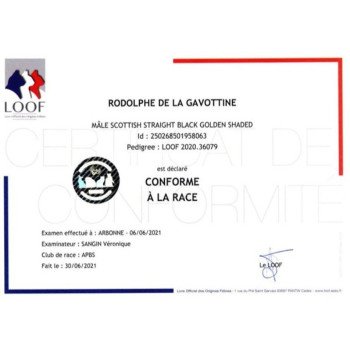 chat Scottish Straight black golden shaded Rodolphe Chatterie de La Gavottine