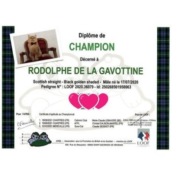 chat Scottish Straight black golden shaded Rodolphe Chatterie de La Gavottine