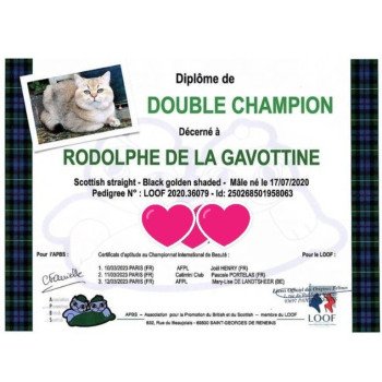 chat Scottish Straight black golden shaded Rodolphe Chatterie de La Gavottine