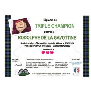 chat Scottish Straight black golden shaded Rodolphe Chatterie de La Gavottine