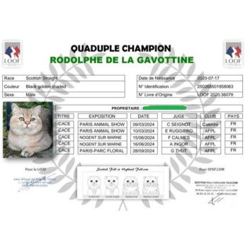 chat Scottish Straight black golden shaded Rodolphe Chatterie de La Gavottine